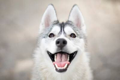 犬が『褒められた』ときにみせる行動4つ　嬉しがっているサインや絆を深める接し方のコツまで