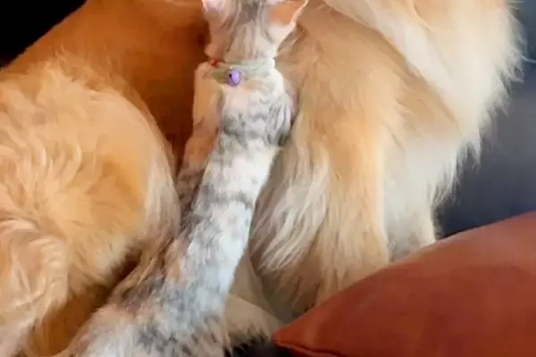 保護子猫を飼った結果→家にいる『体重31キロの大型犬』に近づいて…とんでもなく尊い光景が14万再生「天使…たまらん」「悶絶級の可愛さ」