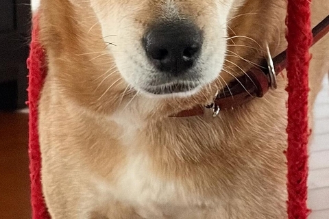 13歳のおばあちゃん犬が『どうしても散歩に行きたい』と訴えた結果→絶対断れない『おねだりの仕方』に2万いいね「なんて賢い」「健気で可愛い」