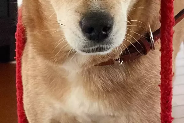 13歳のおばあちゃん犬が『どうしても散歩に行きたい』と訴えた結果→絶対断れない『おねだりの仕方』に2万いいね「なんて賢い」「健気で可愛い」