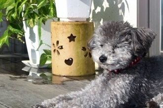 犬と人間『温度の感じ方』の違いとは？実は不快に思っているかも？温度管理の注意点まで