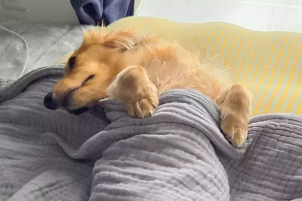 『犬に一生赤ちゃんでいて欲しい』と願った飼い主→寝ている光景を撮影したら、布団にくっきりと…奇跡のシルエットに5万いいね「完全に人間ｗ」