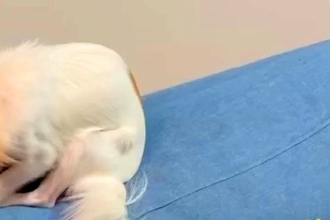 散歩嫌いな犬に『おさんぽいこっか』と声をかけた結果→行きたくなさすぎて…まさかの『隠れ方』が14万再生「丸見えで草」「シッポは正直ｗ」