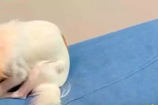 散歩嫌いな犬に『おさんぽいこっか』と声をかけた結果→行きたくなさすぎて…まさかの『隠れ方』が14万再生「丸見えで草」「シッポは正直ｗ」