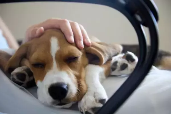 犬がかかる『レッグペルテス病』とは？体に出る３つの症状と予防対策