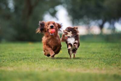 犬がかかる『レッグペルテス病』とは？体に出る３つの症状と予防対策