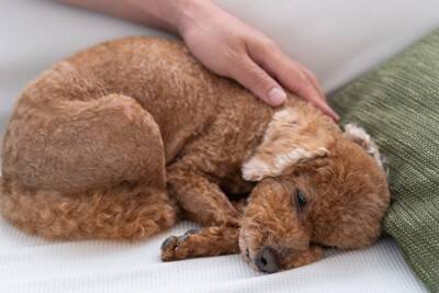 犬がかかる『レッグペルテス病』とは？体に出る３つの症状と予防対策