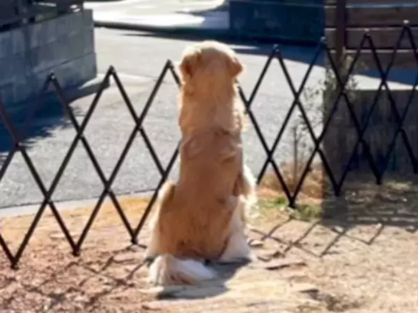 『パパが…帰ってこない』父が海外へ→寂しがる大型犬と『3ヶ月ぶりの再会』を果たして…思わずもらい泣きする光景が38万再生「幸せ過ぎる」