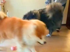 お姉ちゃんのことが大好きでたまらない秋田犬→サプライズ訪問した結果…想定外の展開で見せた『全力の愛情表現』に反響「めちゃ楽しそう」