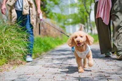 犬が散歩中に『座り込んでしまう』原因５選　体調不良を訴えている可能性も…歩いてもらうための対処法まで