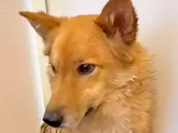 氷点下の真冬日に『5日間さまよった保護犬』→ガリガリに瘦せていて…当時が嘘のような『現在の光景』が10万再生「どんな思いで…」「泣けた」