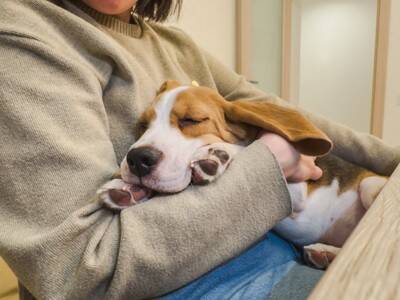 犬が『人の体の上で眠る』心理５選　愛犬が飼い主と寝たがる理由や注意すべきことまで解説