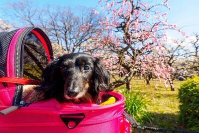 犬が飼い主に『そっけない反応』をみせる心理5つ　嫌われてるの？冷たい態度をみせてきたときの接し方まで