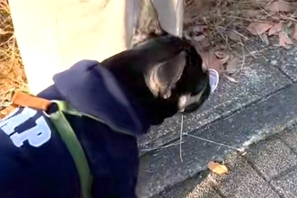 お散歩中『何か』を拾った犬→顔を見てみたら…意外すぎる『まさかの拾いもの』に反響　『ドヤ顔』で自慢する光景に思わずほっこり