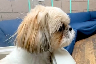 病院に連れてこられた犬→『病院だ』と気付いた瞬間に…分かりやすすぎる『怖がり方』が18万再生「ガクブルｗｗ」「かわいそうだけど可愛い」