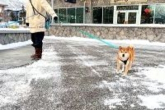 1週間、仕事で帰らなかったパパが『犬の散歩ルートで待ち伏せドッキリ』をした結果…『まさかの展開』に爆笑「シュールで草」「声出して笑った」