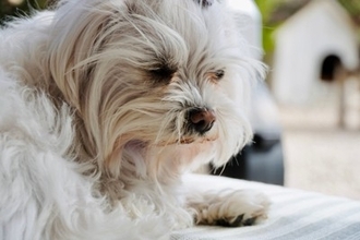 犬の涙やけが悪化する『タブー行為』５選　放置してはいけない理由や逆効果となるケアの仕方まで