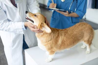 犬の涙やけが悪化する『タブー行為』５選　放置してはいけない理由や逆効果となるケアの仕方まで
