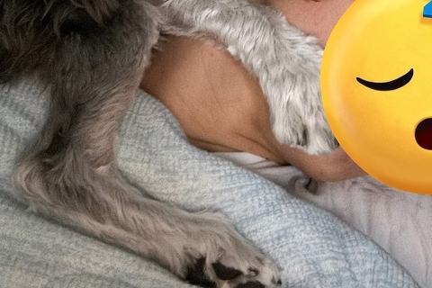 夫のことが大好きすぎる犬→『大切な気持ち』が溢れて、寝ている時にも…まさかの『尊い行動』に2万いいね「可愛すぎて泣ける」「無償の愛だ…」