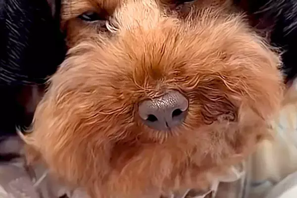 外出中、カートの犬に『カツラ』を被せた結果→通りすがりの人に『赤ちゃん』と勘違いされて…『思わず納得する光景』とまんざらでもない顔に反響
