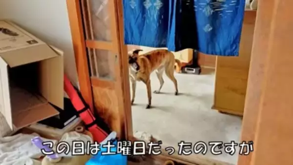 犬が『自分だけ置いて行かれる』と勘違いしたときの反応…家族への愛を感じる切ない姿に「愛おしい」「硝子のハート」と23万再生