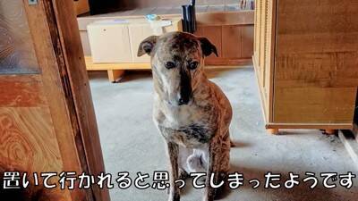 犬が『自分だけ置いて行かれる』と勘違いしたときの反応…家族への愛を感じる切ない姿に「愛おしい」「硝子のハート」と23万再生