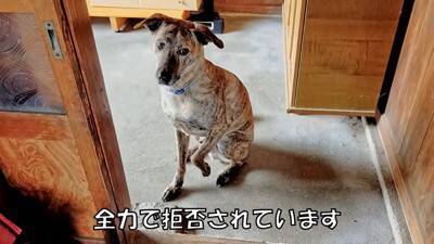 犬が『自分だけ置いて行かれる』と勘違いしたときの反応…家族への愛を感じる切ない姿に「愛おしい」「硝子のハート」と23万再生