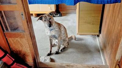 犬が『自分だけ置いて行かれる』と勘違いしたときの反応…家族への愛を感じる切ない姿に「愛おしい」「硝子のハート」と23万再生