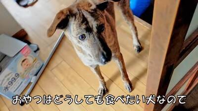犬が『自分だけ置いて行かれる』と勘違いしたときの反応…家族への愛を感じる切ない姿に「愛おしい」「硝子のハート」と23万再生