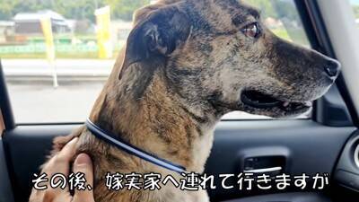 犬が『自分だけ置いて行かれる』と勘違いしたときの反応…家族への愛を感じる切ない姿に「愛おしい」「硝子のハート」と23万再生