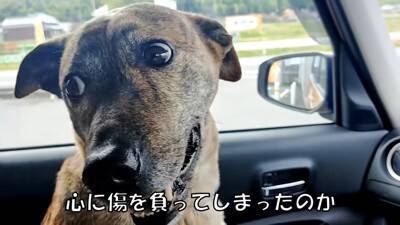 犬が『自分だけ置いて行かれる』と勘違いしたときの反応…家族への愛を感じる切ない姿に「愛おしい」「硝子のハート」と23万再生