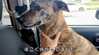 犬が『自分だけ置いて行かれる』と勘違いしたときの反応…家族への愛を感じる切ない姿に「愛おしい」「硝子のハート」と23万再生