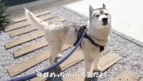 ハスキー犬が小型犬に追いかけ回された結果…ドッグランでのおもしろ過ぎる光景が92万再生「声出して笑った」「躍動感がすごいｗ」