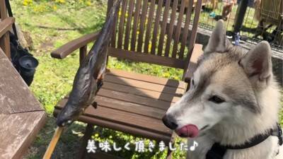 ハスキー犬が小型犬に追いかけ回された結果…ドッグランでのおもしろ過ぎる光景が92万再生「声出して笑った」「躍動感がすごいｗ」