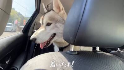 ハスキー犬が小型犬に追いかけ回された結果…ドッグランでのおもしろ過ぎる光景が92万再生「声出して笑った」「躍動感がすごいｗ」