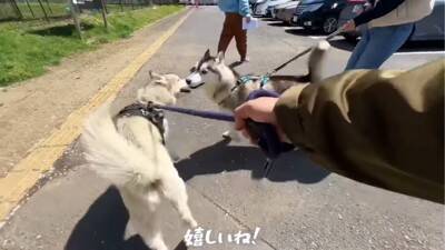 ハスキー犬が小型犬に追いかけ回された結果…ドッグランでのおもしろ過ぎる光景が92万再生「声出して笑った」「躍動感がすごいｗ」
