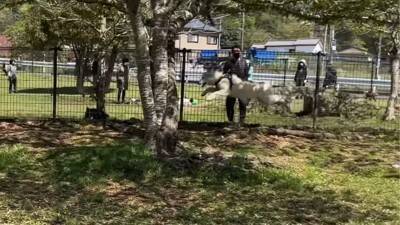 ハスキー犬が小型犬に追いかけ回された結果…ドッグランでのおもしろ過ぎる光景が92万再生「声出して笑った」「躍動感がすごいｗ」