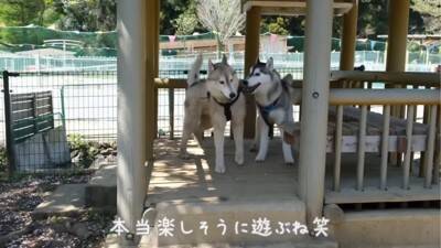 ハスキー犬が小型犬に追いかけ回された結果…ドッグランでのおもしろ過ぎる光景が92万再生「声出して笑った」「躍動感がすごいｗ」