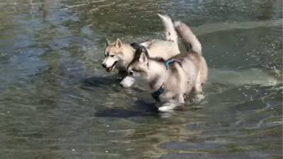 ハスキー犬が小型犬に追いかけ回された結果…ドッグランでのおもしろ過ぎる光景が92万再生「声出して笑った」「躍動感がすごいｗ」