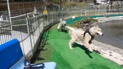 ハスキー犬が小型犬に追いかけ回された結果…ドッグランでのおもしろ過ぎる光景が92万再生「声出して笑った」「躍動感がすごいｗ」