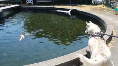 ハスキー犬が小型犬に追いかけ回された結果…ドッグランでのおもしろ過ぎる光景が92万再生「声出して笑った」「躍動感がすごいｗ」