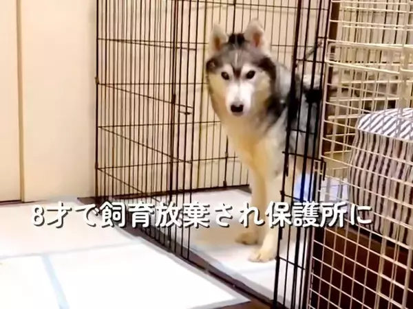 8歳で飼育放棄された『ガリガリの大型犬』を保護→現在の家族と出会い…精一杯生きた『6年間の証』に涙が止まらないと87万再生「素敵な家族」
