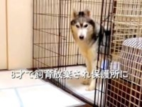 8歳で飼育放棄された『ガリガリの大型犬』を保護→現在の家族と出会い…精一杯生きた『6年間の証』に涙が止まらないと87万再生「素敵な家族」