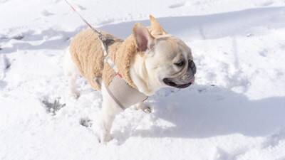 犬の『しもやけ』はどうして起こるの？主な要因や今からできる予防法まで
