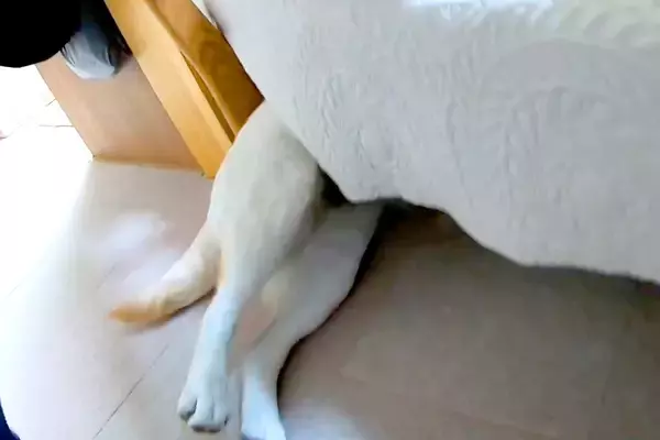 大嫌いな『耳掃除』を察した大型犬→嫌がりすぎて、ソファの下に…まさかの『頭隠して尻隠さずな光景』に爆笑「攻防が微笑ましい」「可愛いｗ」