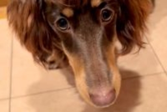 『初めて見たｗｗｗ』前髪がある犬→地毛とは思えない『マダムのような髪型』に28万再生の反響「待って、めちゃおもろいｗ」「可愛すぎる」