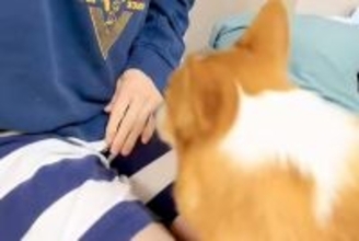 『笑い止まらんごめんｗｗ』膝に乗ろうと頑張る短足の犬→思わず笑う『まさかの光景』が141万表示「チャームポイントが仇にｗｗ」「最高」