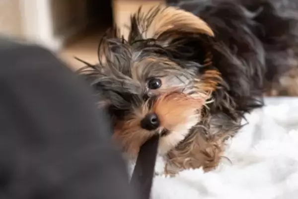 犬が『紐』を好む4つの理由　遊んでほしくないときの対処法や注意点まで