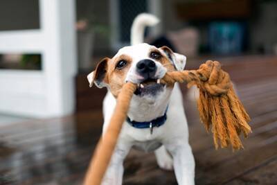 犬が『紐』を好む4つの理由　遊んでほしくないときの対処法や注意点まで
