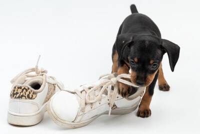 犬が『紐』を好む4つの理由　遊んでほしくないときの対処法や注意点まで